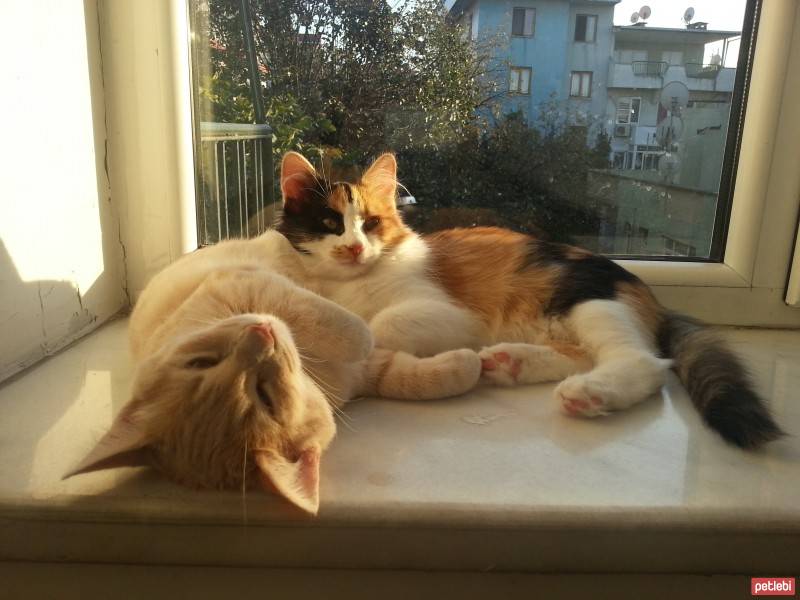 Tekir Kedi, Kedi  Bambi fotoğrafı