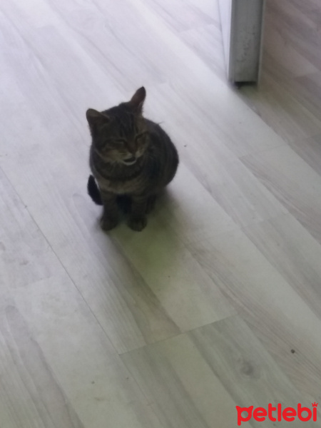Abyssinian, Kedi  Minnak fotoğrafı