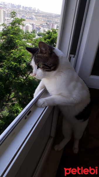 Tekir Kedi, Kedi  Minnoş fotoğrafı