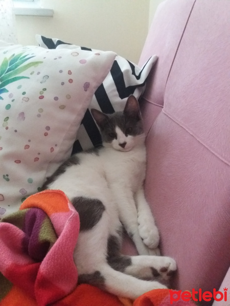 Tuxedo (Smokin) Kedi, Kedi  ŞEKER fotoğrafı