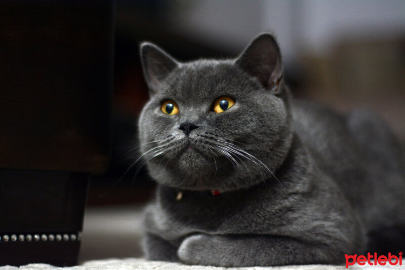 British Shorthair, Kedi  TACİ fotoğrafı