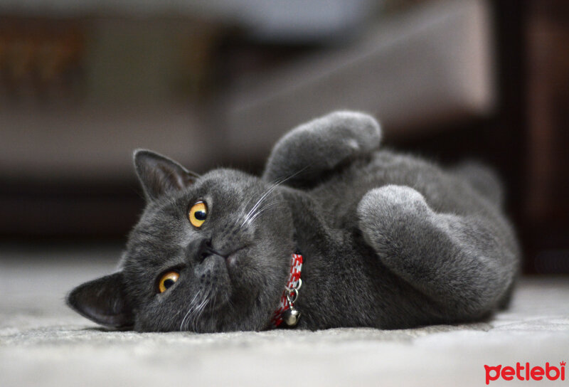 British Shorthair, Kedi  TACİ fotoğrafı