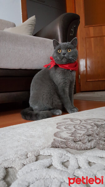 British Shorthair, Kedi  TACİ fotoğrafı