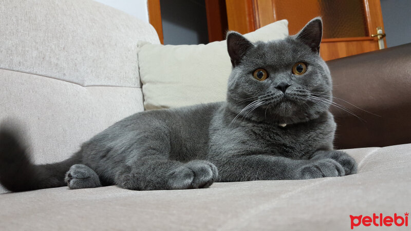 British Shorthair, Kedi  TACİ fotoğrafı