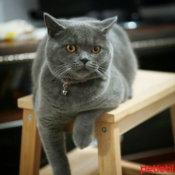 British Shorthair, Kedi  TACİ fotoğrafı