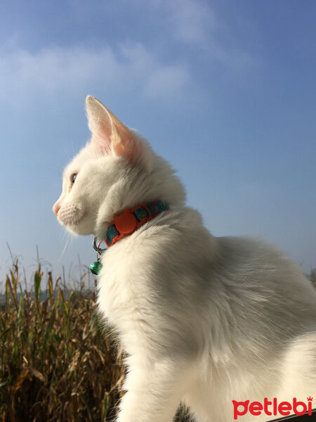 Ankara Kedisi, Kedi  Ponçik fotoğrafı