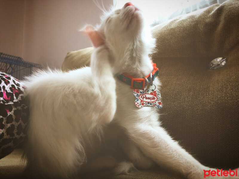 Ankara Kedisi, Kedi  Ponçik fotoğrafı