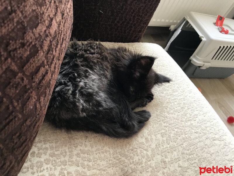 Maine Coon, Kedi  Kont fotoğrafı