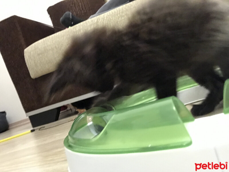 Maine Coon, Kedi  Kont fotoğrafı