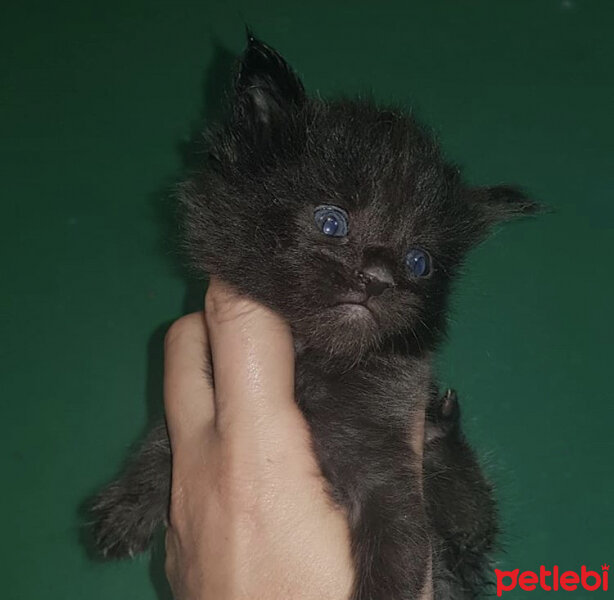 Maine Coon, Kedi  Kont fotoğrafı