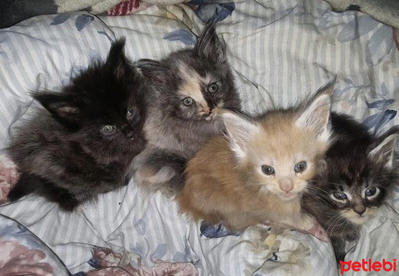 Maine Coon, Kedi  Kont fotoğrafı