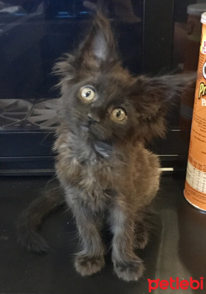 Maine Coon, Kedi  Kont fotoğrafı