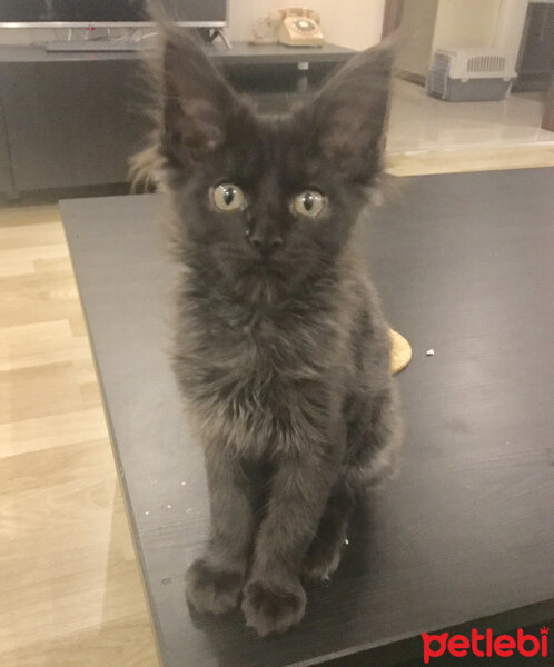 Maine Coon, Kedi  Kont fotoğrafı