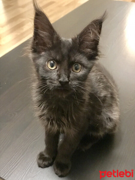 Maine Coon, Kedi  Kont fotoğrafı