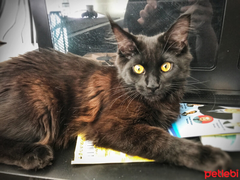 Maine Coon, Kedi  Kont fotoğrafı