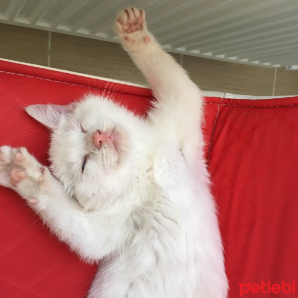 Van Kedisi, Kedi  Lokum fotoğrafı