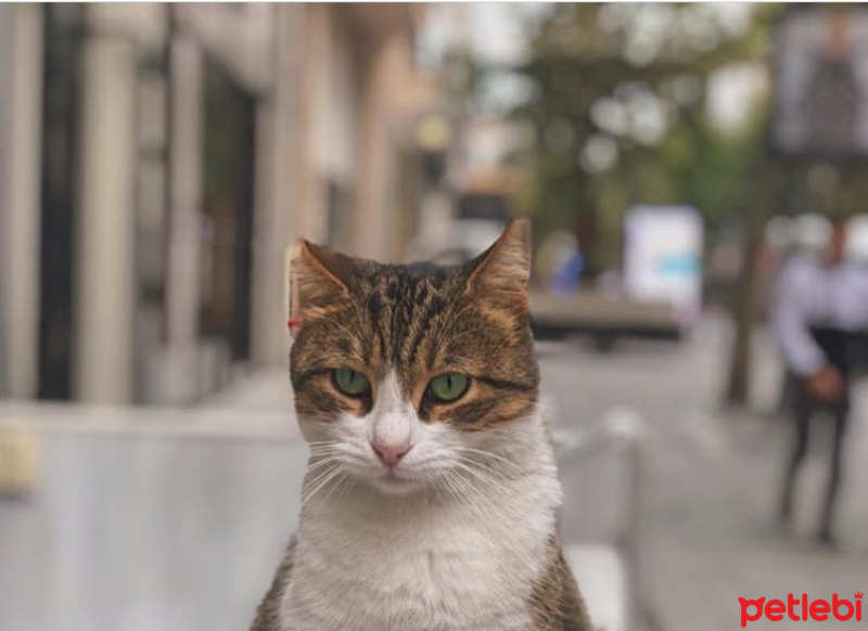 Balinese, Kedi  Prenses fotoğrafı
