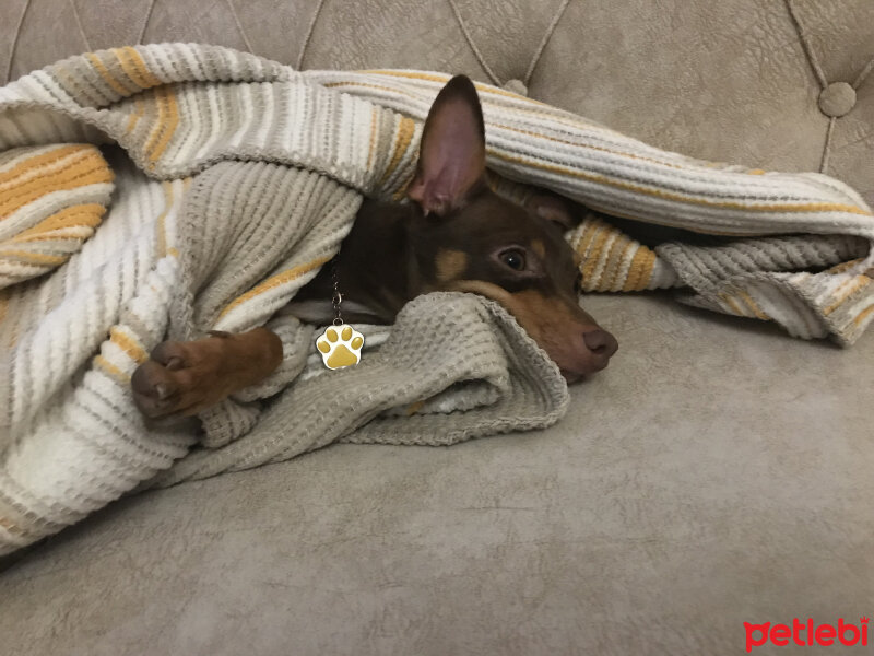 Minyatür Pinscher, Köpek  Badem fotoğrafı