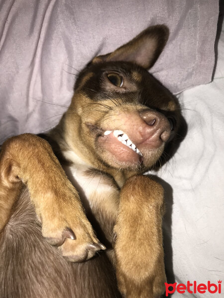 Minyatür Pinscher, Köpek  Badem fotoğrafı