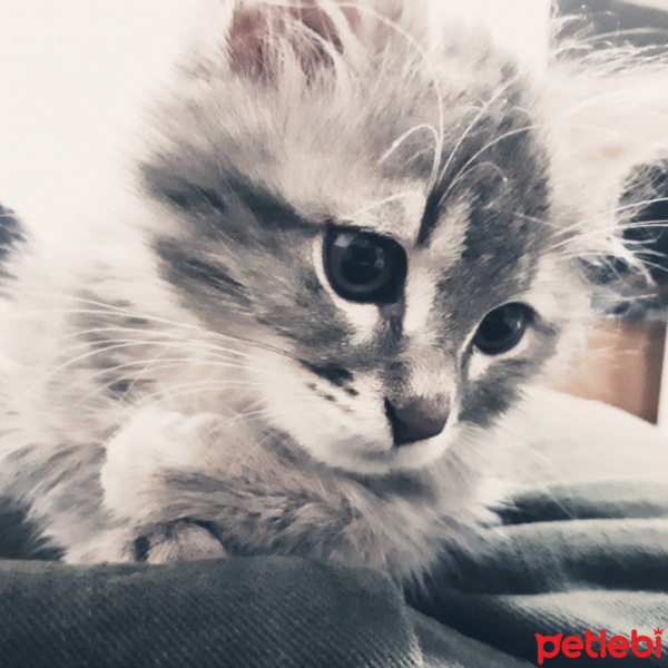 Tekir Kedi, Kedi  Niks fotoğrafı