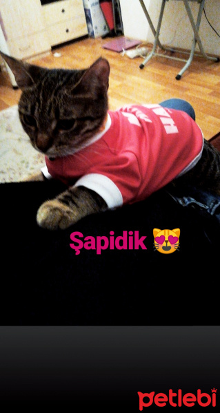 Tekir Kedi, Kedi  Şapidik fotoğrafı