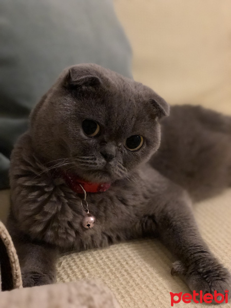 Scottish Fold, Kedi  Lara fotoğrafı