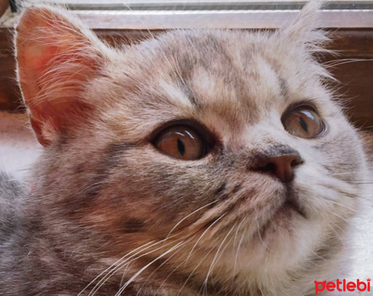 British Shorthair, Kedi  Egemen fotoğrafı