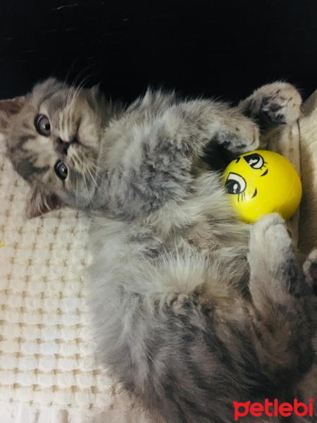 British Shorthair, Kedi  Egemen fotoğrafı