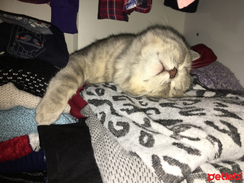 British Shorthair, Kedi  Egemen fotoğrafı