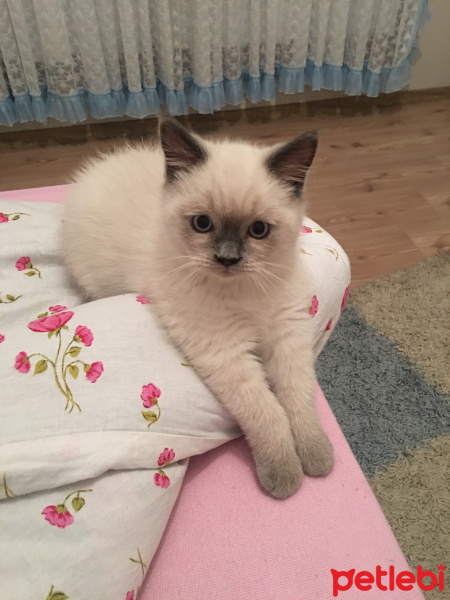 British Shorthair, Kedi  Mars fotoğrafı