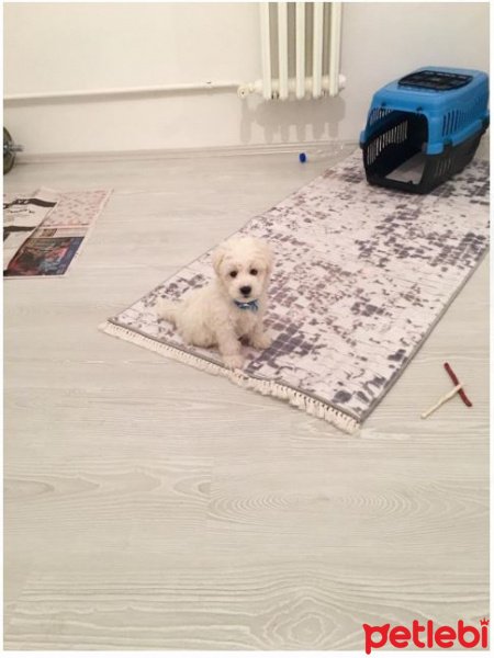 Maltese, Köpek  ÇAKIL fotoğrafı