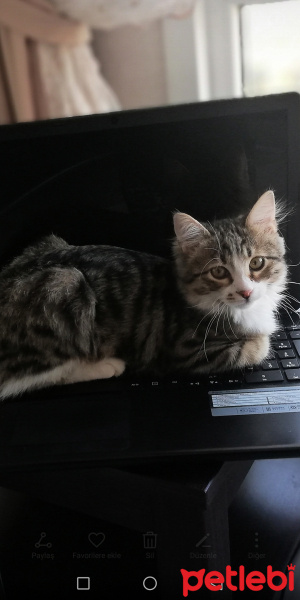 Tekir Kedi, Kedi  Gümüş fotoğrafı
