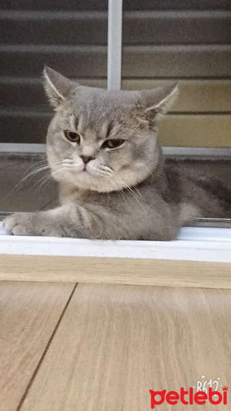 Scottish Fold, Kedi  Boncuk fotoğrafı