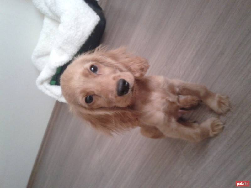 Amerikan Cocker Spaniel, Köpek  Arthur fotoğrafı