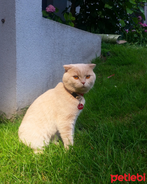 Scottish Fold, Kedi  Leo fotoğrafı