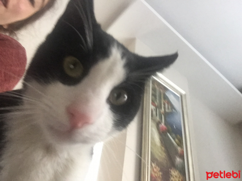 Tuxedo (Smokin) Kedi, Kedi  Zeus fotoğrafı