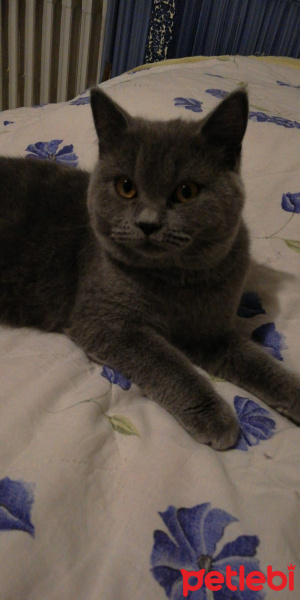 British Shorthair, Kedi  Peanut fotoğrafı