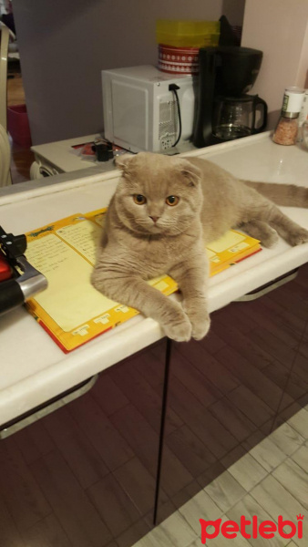 Scottish Fold, Kedi  Thor fotoğrafı