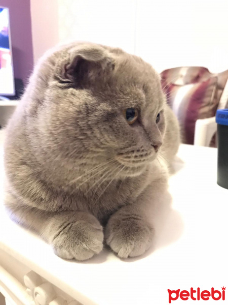 Scottish Fold, Kedi  Thor fotoğrafı