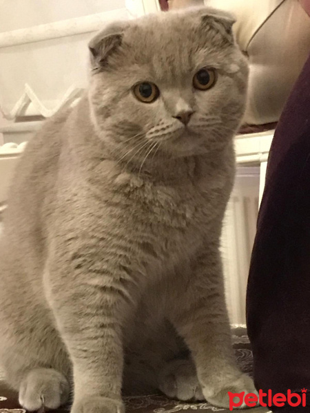 Scottish Fold, Kedi  Thor fotoğrafı