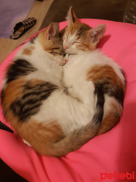 Californian Spangled, Kedi  Miyav & Dobby fotoğrafı