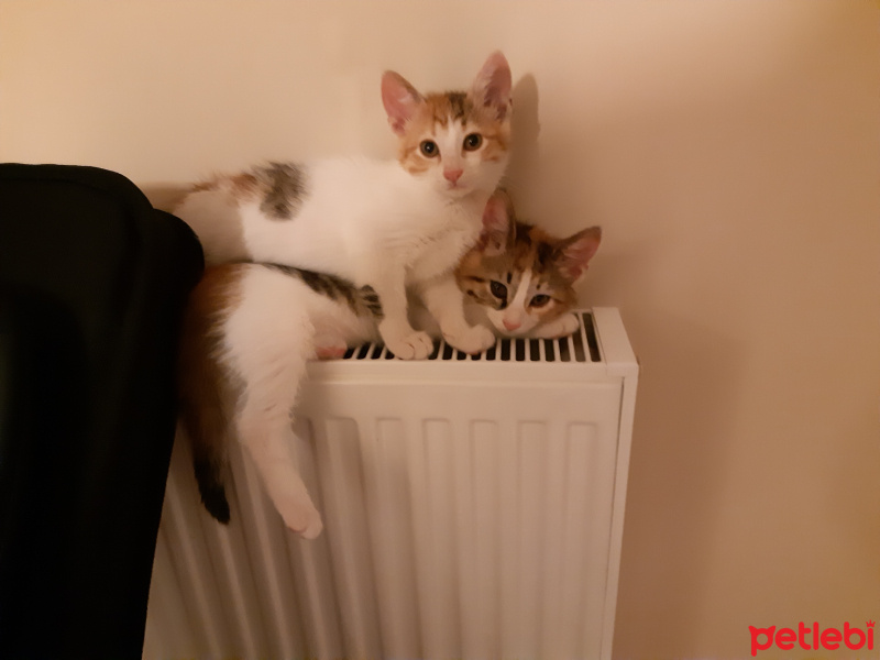 Californian Spangled, Kedi  Miyav & Dobby fotoğrafı