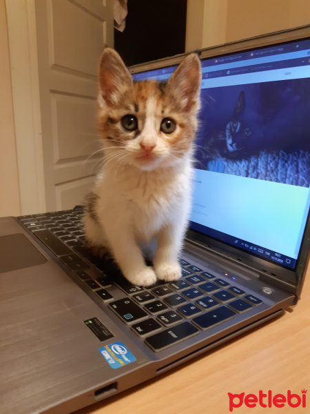 Californian Spangled, Kedi  Miyav & Dobby fotoğrafı