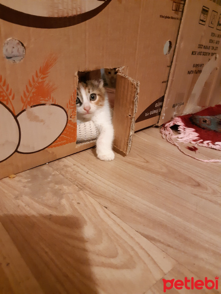 Californian Spangled, Kedi  Miyav & Dobby fotoğrafı