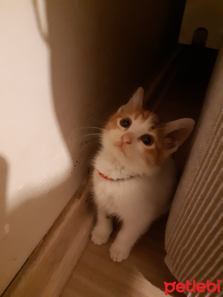 Californian Spangled, Kedi  Miyav & Dobby fotoğrafı