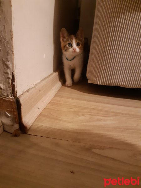 Californian Spangled, Kedi  Miyav & Dobby fotoğrafı
