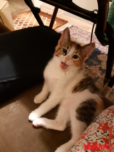 Californian Spangled, Kedi  Miyav & Dobby fotoğrafı
