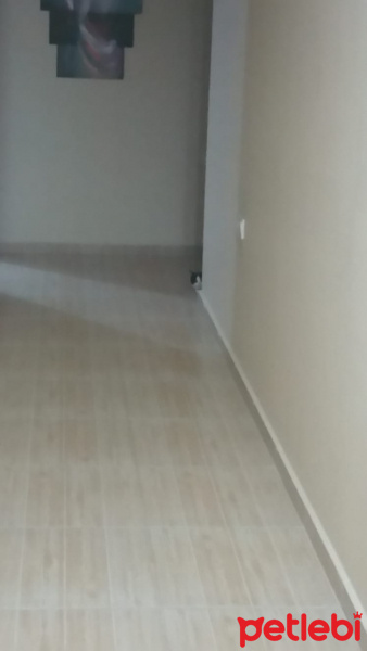 Tekir Kedi, Kedi  Mia fotoğrafı