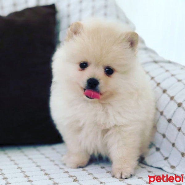 Pomeranyalı, Köpek  Alfa fotoğrafı
