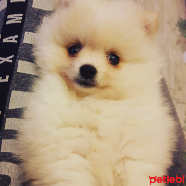 Pomeranyalı, Köpek  Alfa fotoğrafı